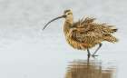 Long-billed curlew fluffing out his feathers while foraging in Southeast Oregon Art Print